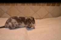 Cedric, a male Dachshund for sale in Tuscumbia, AL – 2 of 2