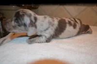 Cedric, a male Dachshund for sale in Tuscumbia, AL – 1 of 2
