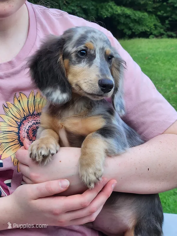 Titan – Miniature Dachshund puppy for sale in Tuscumbia, AL