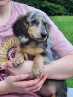 Titan, a male Miniature Dachshund for sale in Tuscumbia, AL – 1 of 5