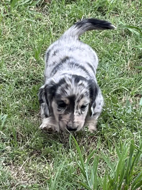 Cookies & Cream – Miniature Dachshund puppy for sale in Tuscumbia, AL