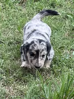Cookies & Cream, a male Miniature Dachshund for sale in Tuscumbia, AL – 1 of 3
