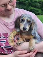 Titan, a male Miniature Dachshund for sale in Tuscumbia, AL – 2 of 5