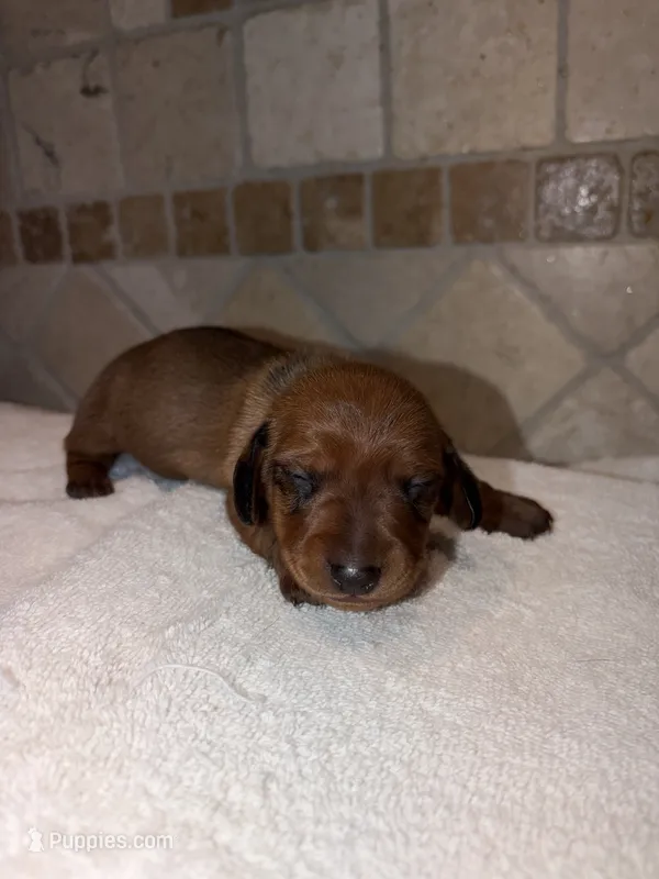 Scarlett – Dachshund puppy for sale in Tuscumbia, AL