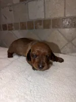 Scarlett, a female Dachshund for sale in Tuscumbia, AL – 1 of 2