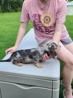 Titan, a male Miniature Dachshund for sale in Tuscumbia, AL – 4 of 5