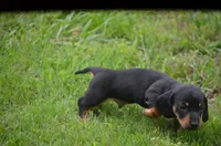 The Joker, a male Miniature Dachshund for sale in Tuscumbia, AL – 3 of 3