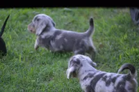 Titan, a male Miniature Dachshund for sale in Tuscumbia, AL – 5 of 5