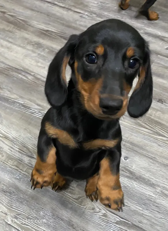 Sawyer – Dachshund puppy for sale in Tuscumbia, AL