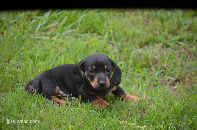 The Joker – Miniature Dachshund puppy for sale in Tuscumbia, AL
