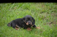 The Joker, a male Miniature Dachshund for sale in Tuscumbia, AL – 1 of 3