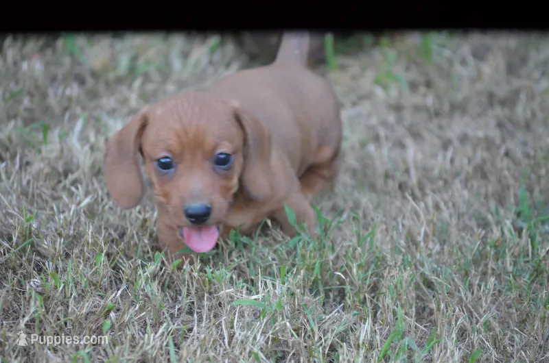 Ivy – Dachshund puppy for sale in Tuscumbia, AL