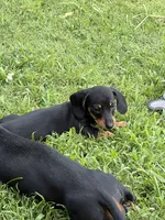 The Joker, a male Miniature Dachshund for sale in Tuscumbia, AL – 2 of 3
