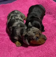 Satin, a female Miniature Dachshund for sale in Tuscumbia, AL – 2 of 2