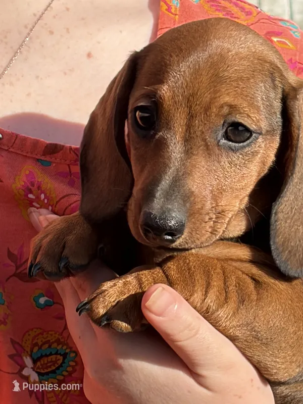 Hazel  – Miniature Dachshund puppy for sale in Tuscumbia, AL