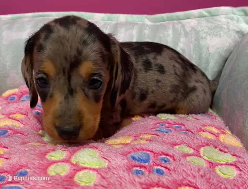 Dolly – Miniature Dachshund puppy for sale in Tuscumbia, AL