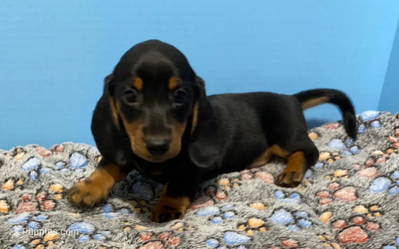 My Name is Jeff – Dachshund puppy for sale in Tuscumbia, AL
