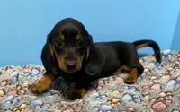 My Name is Jeff, a male Dachshund for sale in Tuscumbia, AL – Photo 1 of 3