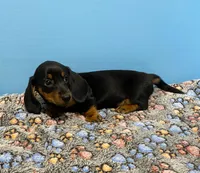 My Name is Jeff, a male Dachshund for sale in Tuscumbia, AL – Photo 3 of 3