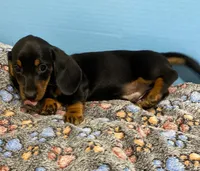 My Name is Jeff, a male Dachshund for sale in Tuscumbia, AL – Photo 2 of 3