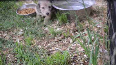 Nutter Butter, a male Miniature Dachshund for sale in Tuscumbia, AL – 3 of 3