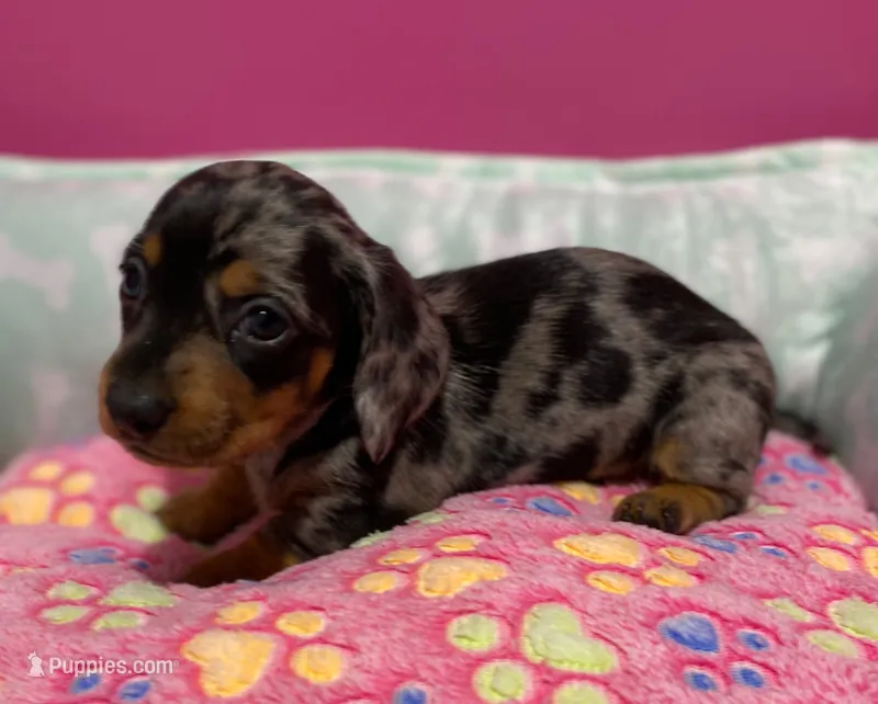 Darla – Miniature Dachshund puppy for sale in Tuscumbia, AL