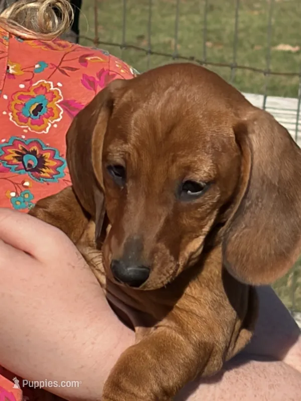 Harvey – Miniature Dachshund puppy for sale in Tuscumbia, AL