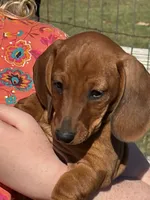 Harvey, a male Miniature Dachshund for sale in Tuscumbia, AL – 1 of 1