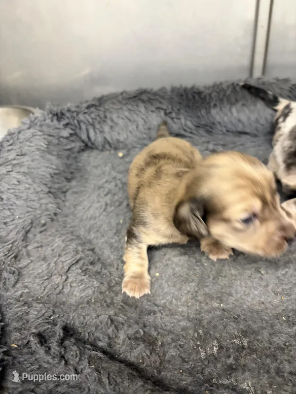 Harold – Miniature Dachshund puppy for sale in Tuscumbia, AL