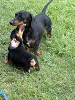 The Joker, a male Miniature Dachshund for sale in Tuscumbia, AL – 3 of 3