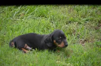 The Joker, a male Miniature Dachshund for sale in Tuscumbia, AL – 2 of 3