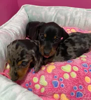 Paisley, a female Miniature Dachshund for sale in Tuscumbia, AL – 2 of 4