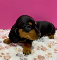 Vivian, a female Dachshund for sale in Tuscumbia, AL – Photo 1 of 2