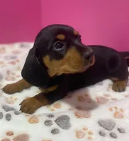 Vivian, a female Dachshund for sale in Tuscumbia, AL – Photo 2 of 2