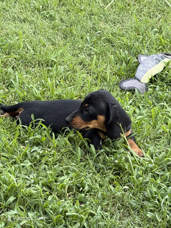 The Joker – Miniature Dachshund puppy for sale in Tuscumbia, AL