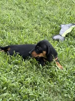 The Joker, a male Miniature Dachshund for sale in Tuscumbia, AL – 1 of 3