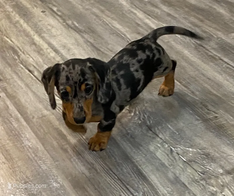 Paisley – Miniature Dachshund puppy for sale in Tuscumbia, AL