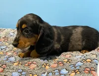 Monty, a male Dachshund for sale in Tuscumbia, AL – 2 of 2