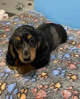 Monty, a male Dachshund for sale in Tuscumbia, AL – 1 of 2