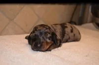 Buttons, a female Miniature Dachshund for sale in Tuscumbia, AL – Photo 3 of 3