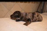 Buttons, a female Miniature Dachshund for sale in Tuscumbia, AL – Photo 2 of 3