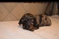Buttons, a female Miniature Dachshund for sale in Tuscumbia, AL – Photo 1 of 3