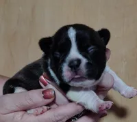 Male Puppy , a male French Bulldog for sale in Cleveland, OH – 1 of 6