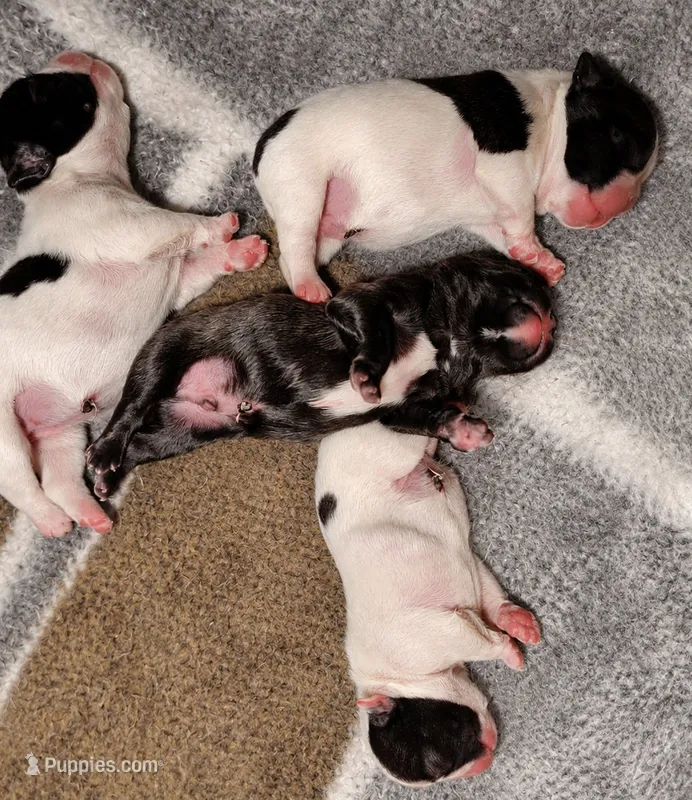 Brindle Boy 2 – French Bulldog puppy for sale in Cleveland, OH