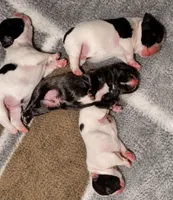 Brindle Boy 2, a male French Bulldog for sale in Cleveland, OH – 3 of 4