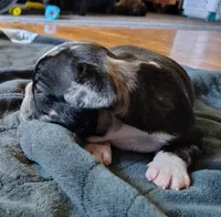 Uniquely marked girl , a female French Bulldog for sale in Cleveland, OH – 6 of 10