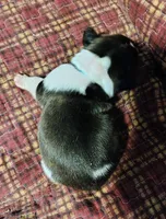 Male Puppy , a male French Bulldog for sale in Cleveland, OH – 5 of 6