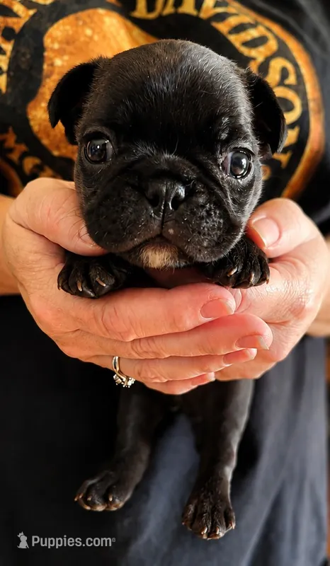Brindle Boy 2 – French Bulldog puppy for sale in Cleveland, OH