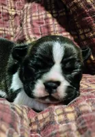 Male Puppy , a male French Bulldog for sale in Cleveland, OH – 2 of 6