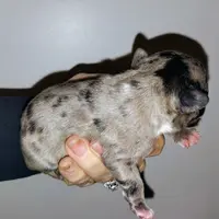 Boy 2, a male French Bulldog for sale in Cleveland, OH – 5 of 9